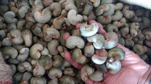 Raw Cashew Nut - Tanzania Origin, Nut Count 160-180, Out Turn 49-51 lbs, Defective Ratio 0.1%, Extraneous Matter 0.1%