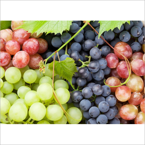Fresh Grapes By VISION GLOBAL