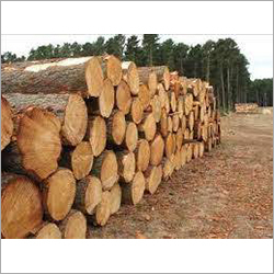 Steam Beech Wood Logs