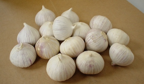 Single Clove Solo Garlic By FRESH FARMING