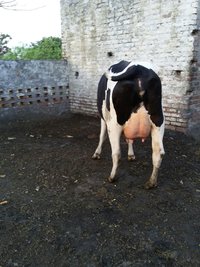 Holstein Friesian COW