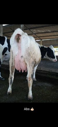 Holstein Friesian COW