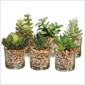 Succulents Plant