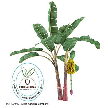 Hybrid Banana Tissue Culture Plant
