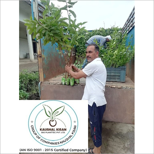 Baraf Khana Guava Plant