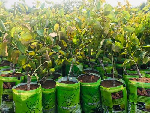 Hybrid Thai Apple Ber Plant