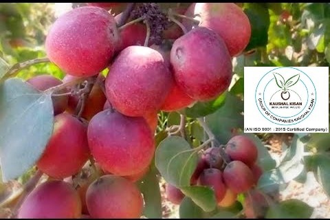 Thai Red Apple Ber Plant