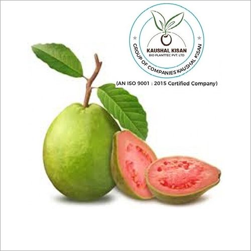 Green Thai Pink Guava Plant