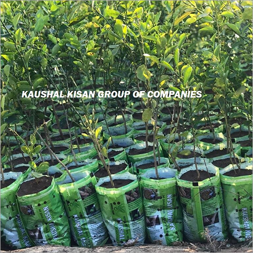 Hybrid Kagazi Lemon Tissue Culture Plant