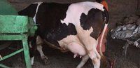 Indian HF Cows