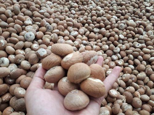 Organic Betel Nuts For Sale