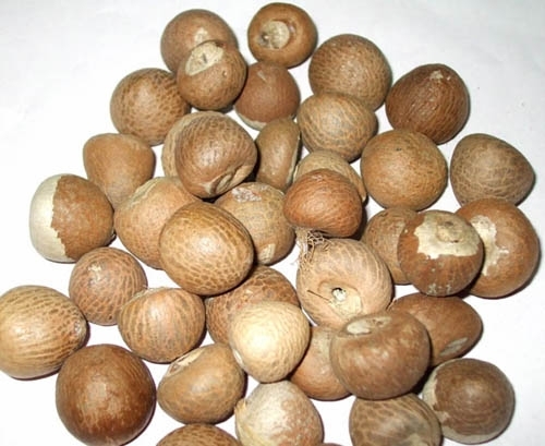 Organic Betel Nuts For Sale