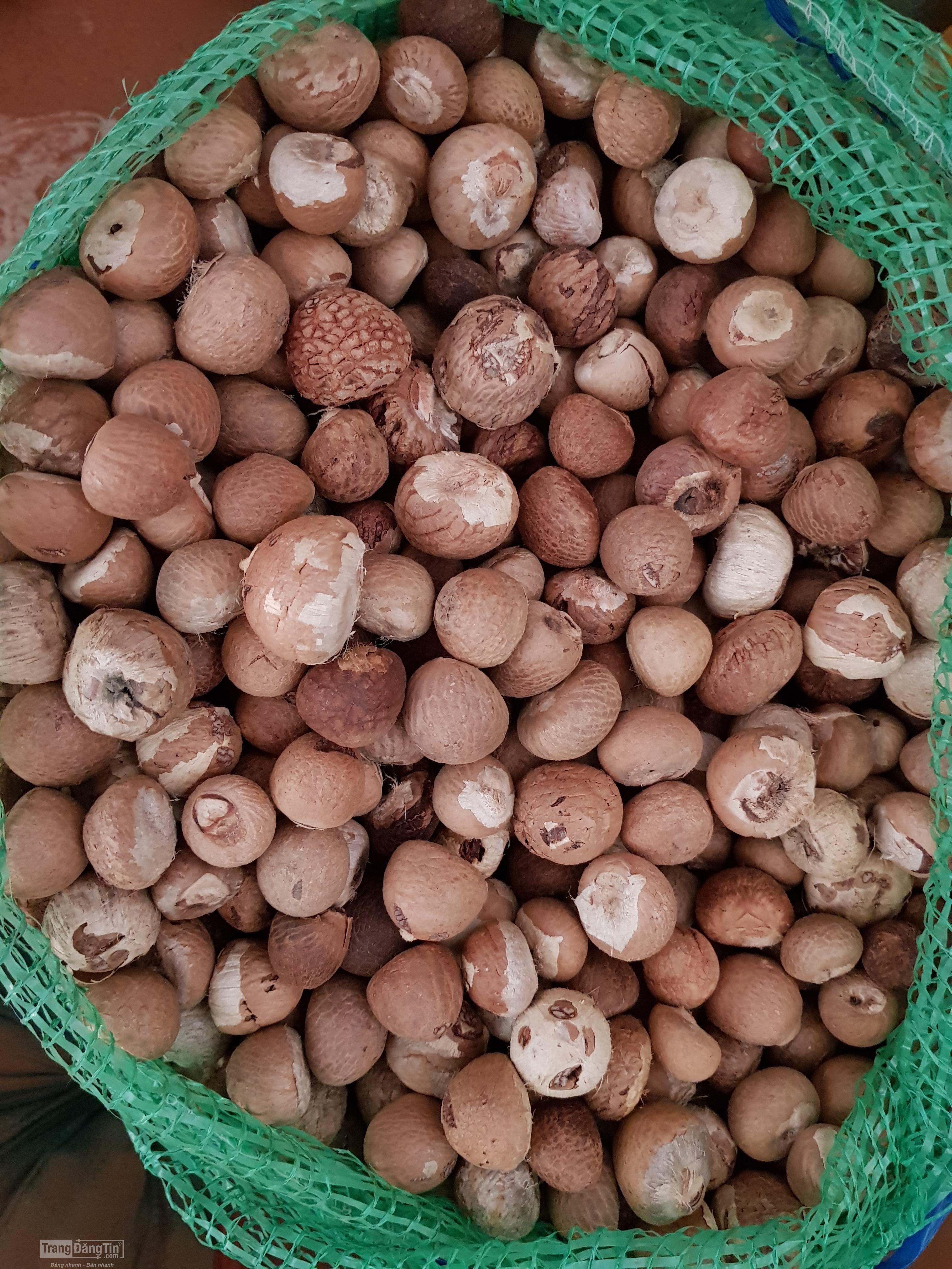 Betel Nuts Available For Sale At Affordable Prices