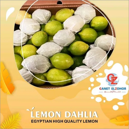Lemon Dahlia