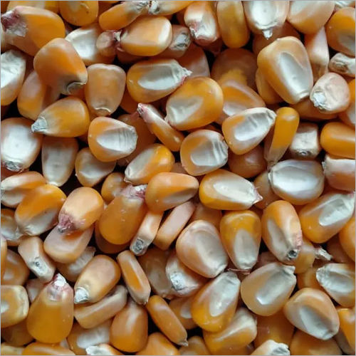 Organic Fresh Maize Corn