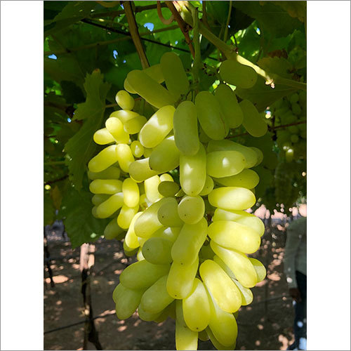 Green Grapes