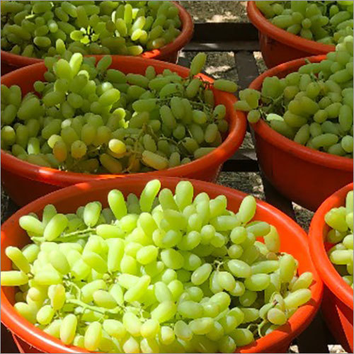 Fresh Green Grapes