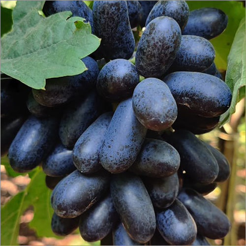 Fresh Black Grapes