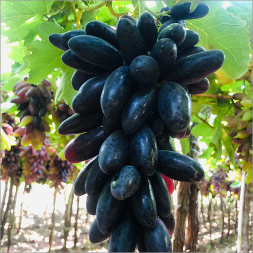 Natural Black Grapes