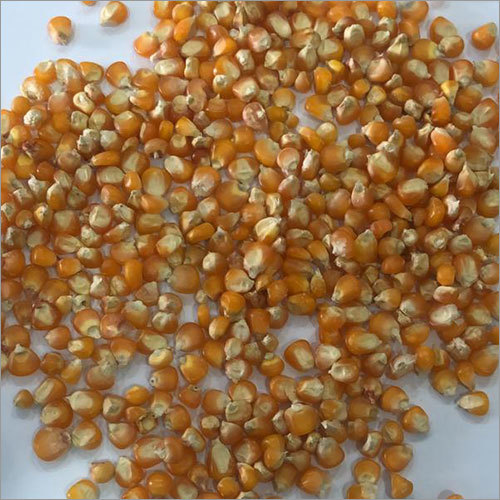 Maize Seed - Organic, Natural Size, High Purity, Dried | Ideal for Boiling, Cooking, Roasting, Source of Lutein for Eye Care