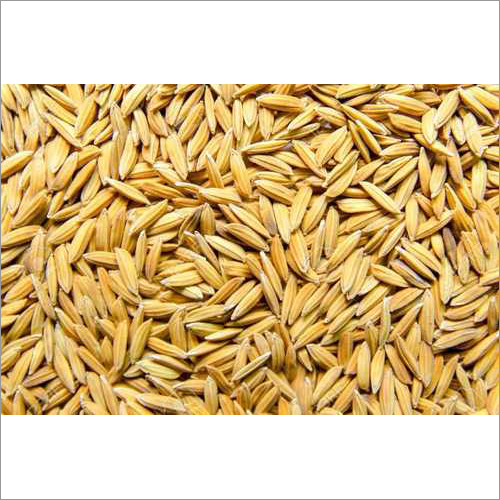 Medium Grain Rice Paddy