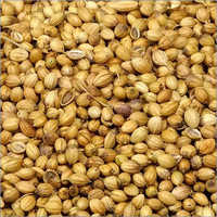 Coriander Seeds