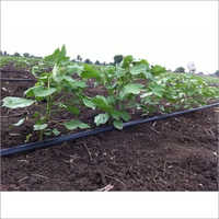 Cultivation Drip Irrigation System