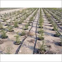 Inline Irrigation System