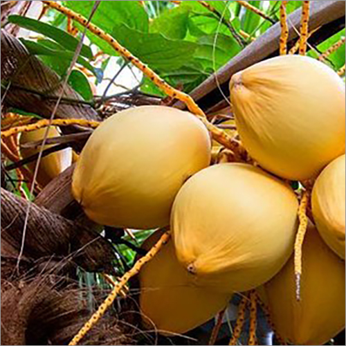 Drinking Coconut