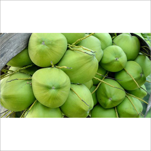Tender Coconut
