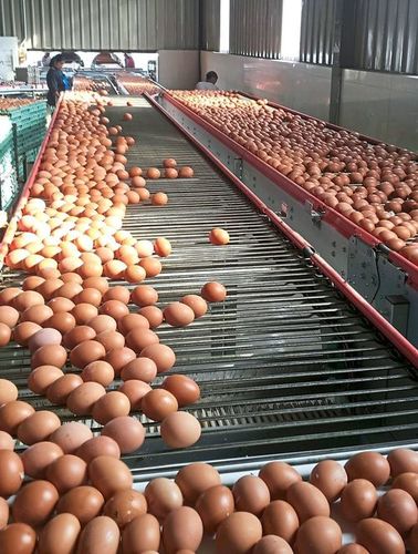 Fresh Table Eggs (Brown and White Shell) - 360 Eggs Carton, Small to Large Sizes | Fresh, Nutritious, Long Shelf Life, Cardboard Packing