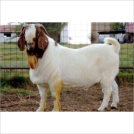 Goats Live Stock By APUS INTERNATIONAL