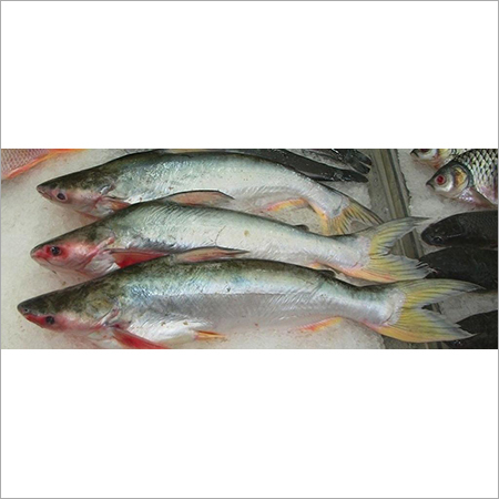 Dry Fish
