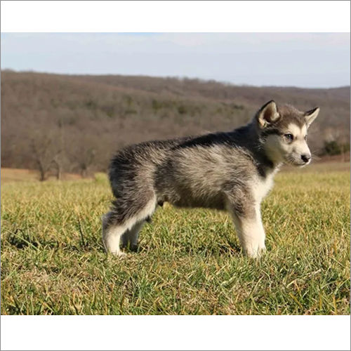 Grizzly Puppy