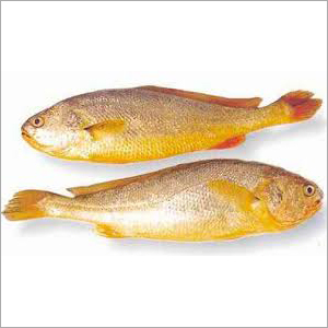 Block Yellow Croaker