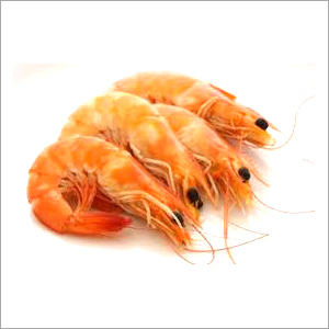 Prawn Shrimp