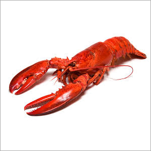 Lobster - Whole Frozen Seafood | Block Quick Frozen, Bulk 10 Kg Packaging, Rich in Copper and Selenium, Delicious with Clarified Butter