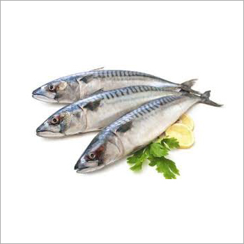 Block Indian Mackerel