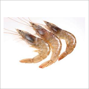 Block Brown Shrimp