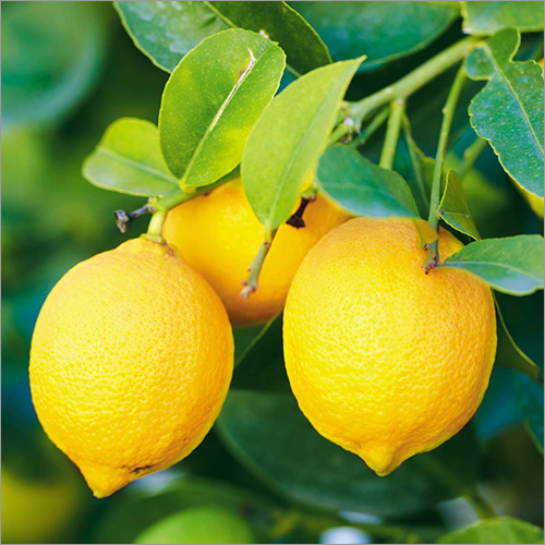 Yellow Organic Lemon