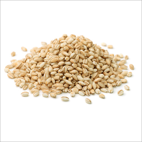 Barley Seed