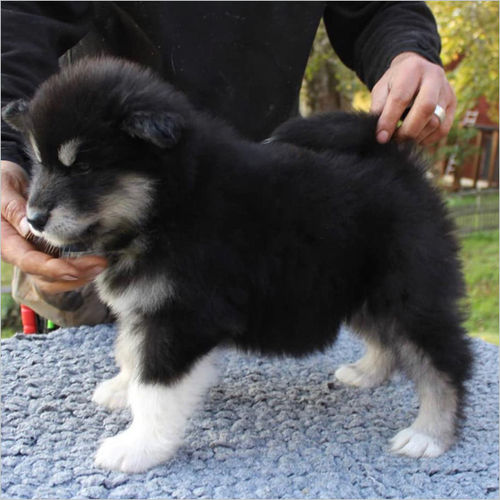 Nikolia Puppy