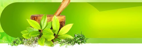 Tulsi Liquid Extracts For Manufacturing