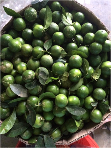 100% Natural Fresh Lime/Fresh Lemon