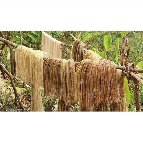 Abaca Fiber