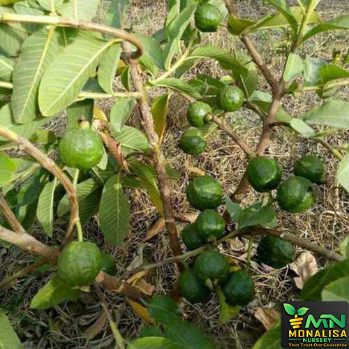 Green Guava Plant