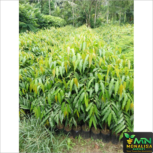Deodar Plant Shelf Life: 2-3 Years