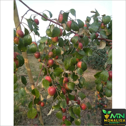 Green Sundori Apple Ber Plant