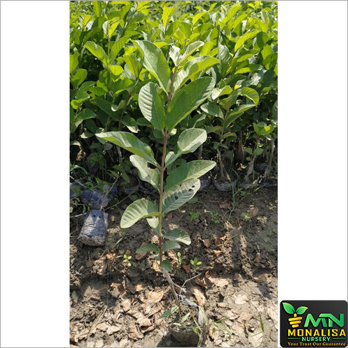 Green Thai 7 Guava Plant