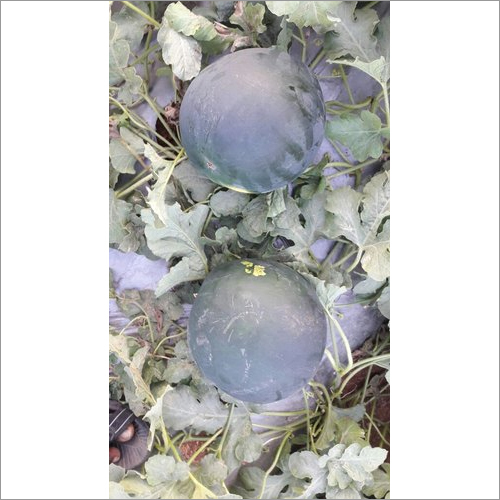 Suger Boy F1 Hybrid Watermelon Seeds
